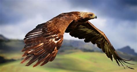 Great Eagle.